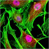 Anti-Sin3A Antibody from rabbit, purified by affinity chromatography