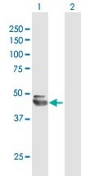 Anti-NEU1 antibody produced in mouse purified immunoglobulin