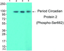 Anti-Period Circadian Protein 2 (Phospho-SER662) affinity isolated antibody