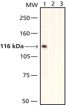 抗-c-Myc&#8722;生物素抗体，小鼠单克隆 clone 9E10, purified from hybridoma cell culture