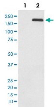 Monoclonal Anti-EGFR (phospho Y1068) antibody produced in rabbit clone HOF-5