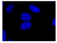Anti-Myc Tag Antibody, clone 9E10, Alexa Fluor™ 555 conjugate clone 9E10, Upstate®, from mouse