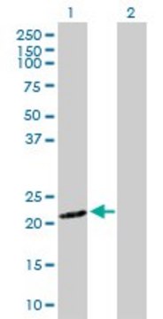 Anti-SNX12 antibody produced in rabbit purified immunoglobulin, buffered aqueous solution