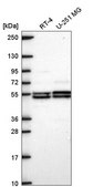 Anti-DAGLB antibody produced in rabbit Prestige Antibodies® Powered by Atlas Antibodies, affinity isolated antibody