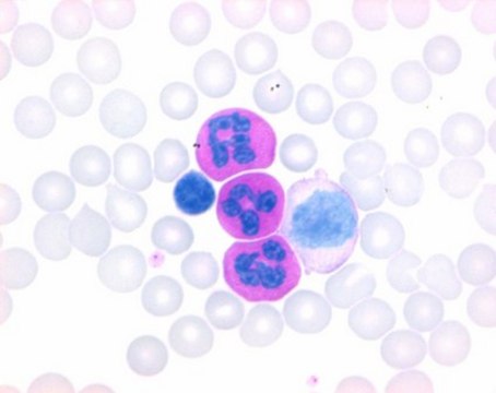 LEUCOGNOST&#8482; Fixing Mixture for enzyme cytochemistry