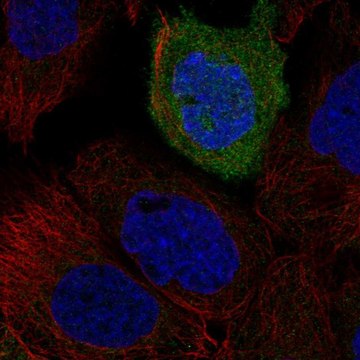 Anti-TACR2 antibody produced in rabbit Prestige Antibodies&#174; Powered by Atlas Antibodies, affinity isolated antibody