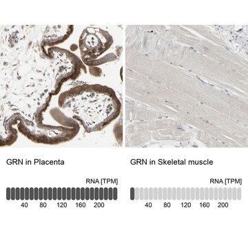 抗-GRN 兔抗 Prestige Antibodies&#174; Powered by Atlas Antibodies, affinity isolated antibody, buffered aqueous glycerol solution