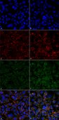 Monoclonal Anti-Hexanoyl-Lysine adduct-Biotin antibody produced in mouse clone 5E8