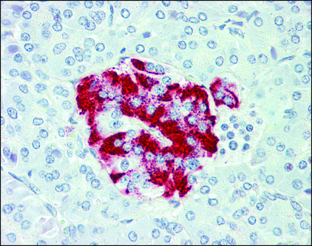 Anti-SLC7A2 antibody produced in rabbit affinity isolated antibody