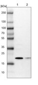 Anti-ARL8A antibody produced in rabbit Prestige Antibodies® Powered by Atlas Antibodies, affinity isolated antibody, buffered aqueous glycerol solution