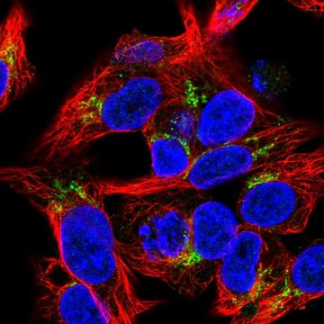 Anti-COL18A1 antibody produced in rabbit Prestige Antibodies&#174; Powered by Atlas Antibodies, affinity isolated antibody