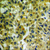 Anti-phospho-Akt (pThr72) antibody produced in rabbit affinity isolated antibody