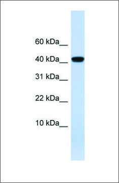 Anti-AGT antibody produced in rabbit affinity isolated antibody