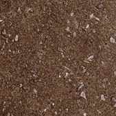 Anti-RASGEF1A antibody produced in rabbit Prestige Antibodies® Powered by Atlas Antibodies, affinity isolated antibody, buffered aqueous glycerol solution