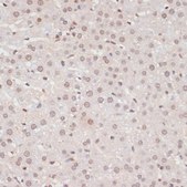 Anti-Phospho-STAT1-S727 antibody produced in rabbit