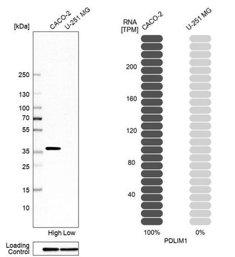 Anti-PDLIM1 antibody produced in rabbit Prestige Antibodies&#174; Powered by Atlas Antibodies, affinity isolated antibody, buffered aqueous glycerol solution