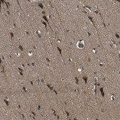 Anti-ZNF608 antibody produced in rabbit Prestige Antibodies® Powered by Atlas Antibodies, affinity isolated antibody, buffered aqueous glycerol solution