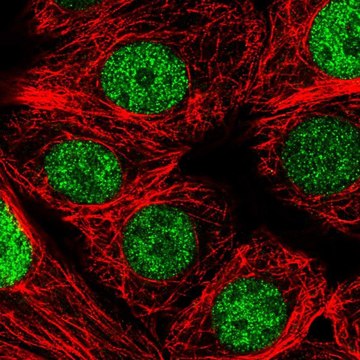 Anti-NCBP2 antibody produced in rabbit Prestige Antibodies&#174; Powered by Atlas Antibodies, affinity isolated antibody