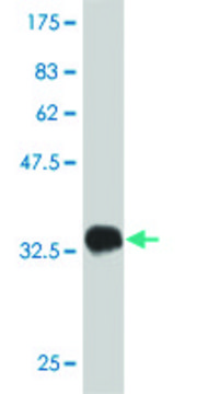 Monoclonal Anti-SLC1A2 antibody produced in mouse clone 4G8, purified immunoglobulin, buffered aqueous solution