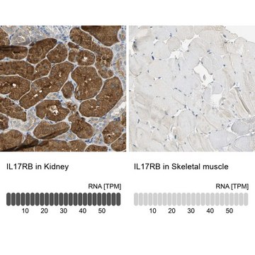 抗-IL17RB 兔抗 Prestige Antibodies&#174; Powered by Atlas Antibodies, affinity isolated antibody, buffered aqueous glycerol solution