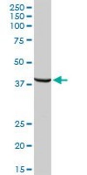 Anti-TPBG antibody produced in rabbit purified immunoglobulin, buffered aqueous solution