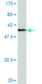 Monoclonal Anti-ANXA4 antibody produced in mouse clone 1D3, purified immunoglobulin, buffered aqueous solution