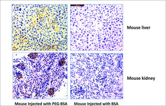 Anti-PEG (methoxy group) antibody, Rabbit monoclonal recombinant, expressed in HEK 293 cells, clone RM105, purified immunoglobulin