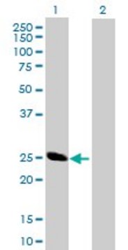 Anti-BCAP29 antibody produced in mouse purified immunoglobulin, buffered aqueous solution