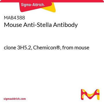 小鼠抗-Stella 抗体 clone 3H5.2, Chemicon&#174;, from mouse