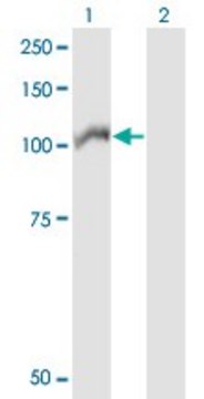 ANTI-ARHGEF1 antibody produced in mouse clone 2D2, purified immunoglobulin, buffered aqueous solution