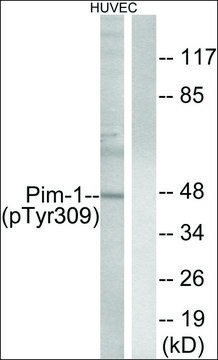 Anti-phospho-Pim-1 (pTyr309) antibody produced in rabbit affinity isolated antibody