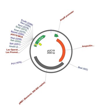 PUC19 - HIGH COPY BLUE/WHITE CLONING PLASMID plasmid vector for molecular cloning