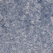 Monoclonal Anti-MUC16 antibody produced in mouse Prestige Antibodies® Powered by Atlas Antibodies, clone CL2783, purified immunoglobulin