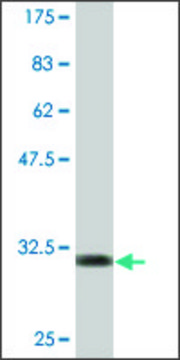 Monoclonal Anti-APOC2, (C-terminal) antibody produced in mouse clone 3E4, purified immunoglobulin, buffered aqueous solution