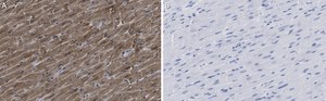 Anti-G0S2 Antibody, clone 2C13 ZooMAb® Rabbit Monoclonal recombinant, expressed in HEK 293 cells