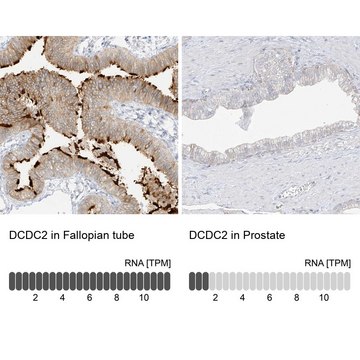 Anti-DCDC2 antibody produced in rabbit Prestige Antibodies&#174; Powered by Atlas Antibodies, affinity isolated antibody, buffered aqueous glycerol solution