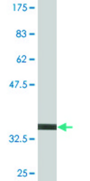 Monoclonal Anti-SERPINE2 antibody produced in mouse clone 3G12, purified immunoglobulin, buffered aqueous solution