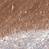 Monoclonal Anti-GAP43 antibody produced in mouse Prestige Antibodies® Powered by Atlas Antibodies, clone CL10847, purified antibody (Protein A)