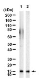 Anti-Histone H3.2 Antibody, clone 1K5-L1 ZooMAb&#174; Rabbit Monoclonal recombinant, expressed in HEK 293 cells