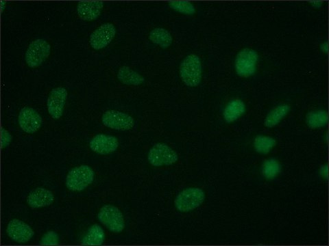 Anti-CHD1 (C-terminal) antibody from rabbit affinity isolated antibody