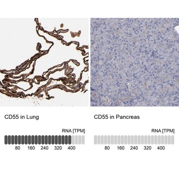 Anti-CD55 antibody produced in rabbit affinity isolated antibody, buffered aqueous glycerol solution