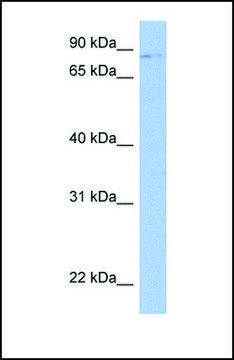 Anti-LRRC33 antibody produced in rabbit affinity isolated antibody