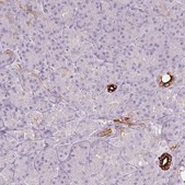 Anti-SCTR antibody produced in rabbit Prestige Antibodies® Powered by Atlas Antibodies, affinity isolated antibody, buffered aqueous glycerol solution