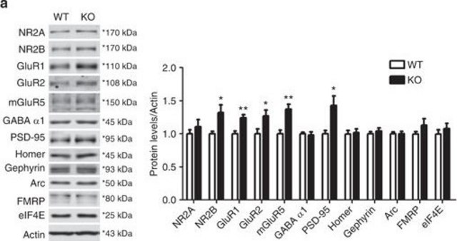 Anti-GluR1-NT (NT) Antibody, clone RH95 clone RH95, from mouse