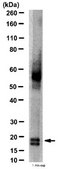Anti-Interferon Beta Antibody serum, from rabbit