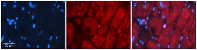 Anti-SIX1 antibody produced in rabbit affinity isolated antibody