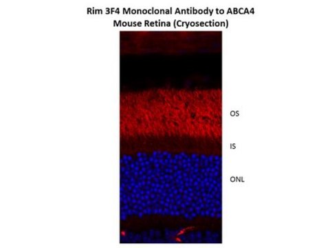 Anti-ABCA4 Antibody, clone 3F4 clone 3F4, from mouse