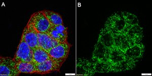 Anti-ATP5A1 Antibody, clone 1J7 ZooMAb® Rabbit Monoclonal recombinant, expressed in HEK 293 cells