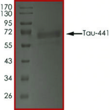 TAU-441, TTBK1-Phosphorylated recombinant