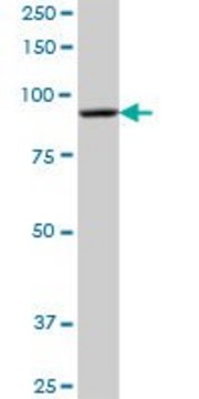 Anti-DHTKD1 antibody produced in mouse IgG fraction of antiserum, buffered aqueous solution